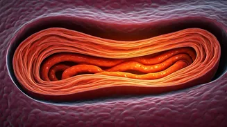 Beyond the Label: Why Your Body Absorbs Calories Differently