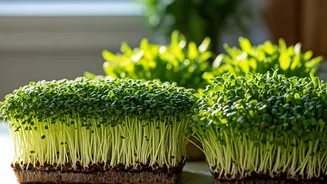 The Ultimate Guide To Growing Microgreens On Kitchen Counters