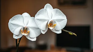 Kriti Sanon's Intervention: A Sisterly Tale