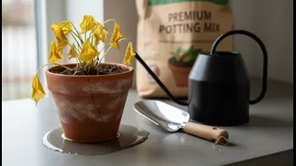 Soggy Pots Need Drainage, Space And Patience Before More Plant Food