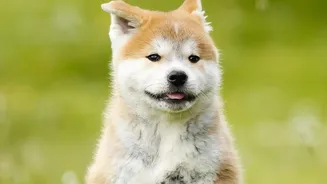 Prevent Fungal Paw Infections In Dogs After Damp Monsoon Walks With Essential Care Protocols