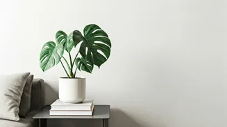 Indoor Greens Beat Another Decor Purchase Sometimes