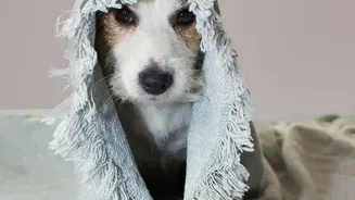 Essential Products And Calming Music Ideas For Dogs Afraid Of Monsoon Thunderstorms