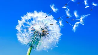 The Science Question Behind the 186-Species Seed-Dispersal Study: A Wider Cast of Seed Dispersers