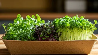 Grow Fresh Aromatic Microgreens Inside Recycled Cardboard Food Trays