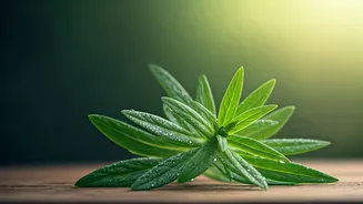 Brahmi: Unlock Your Mind's Potential with This Ancient Herb