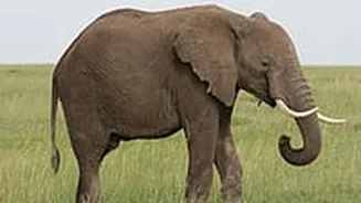 Jharkhand: 2 Women Among 5 People Trampled To Death By Wild Elephants In Ramgarh & Ranchi Districts