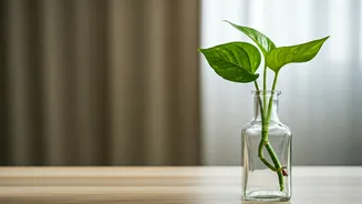 The Easiest Desk Customization Idea: Money Plant Apothecary Bottles