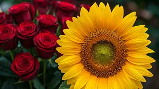 Pune's Bloom Boom: Why Sunflowers Are Overtaking Roses for Young Buyers
