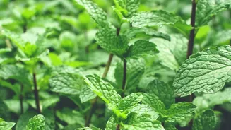 Monsoon Kitchen Gardens Benefit From Herbs That Prefer Cooler, Humid Conditions