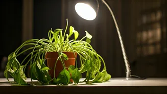 Burnout in India: The Workplace Crisis