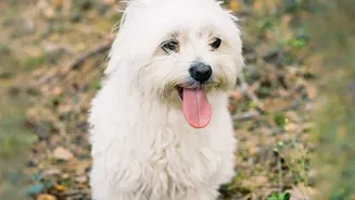 Protect Your Dog From Post-Monsoon Fungal Risks: Tips For Coat Moisture Management