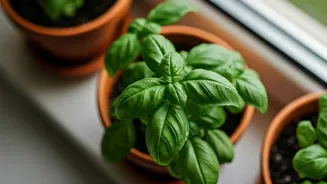 Kitchen Garden Magic: Effortlessly Grow Your Own Aromatic Basil in Pots