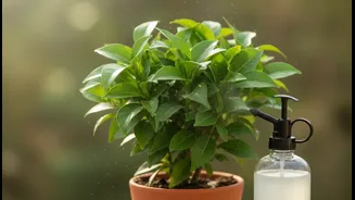 Why Mixing Fresh Small Batches Of Neem Emulsions Prevents Phytotoxicity Risks In Potted Plants