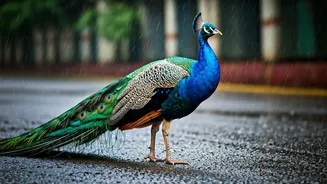 Peacocks On Roads Are Mumbai's Wildest Rain Clip