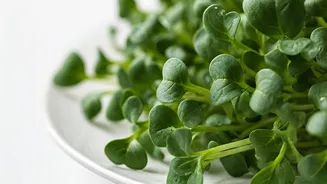 Broccoli Microgreens Trend As The Newest Instant Nutrient Spike Craze