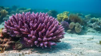 How Scientists Transplant Thermally Resilient Corals To Boost Ecosystem Resistance Against Ocean Heatwaves
