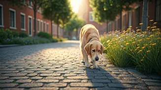Pet Walks Are The New Slow City Activity