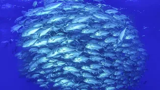 How ISRO OceanSat Satellite Series Tracks Coastal Fish Movements And Weather Fronts