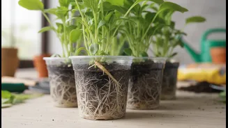Why clear plastic pots help gardeners spot early root rot developments easily