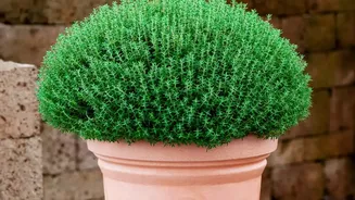 How Vertical Waterproofing Shields Protect Urban Balcony Greens From Extreme Seasonal Rain