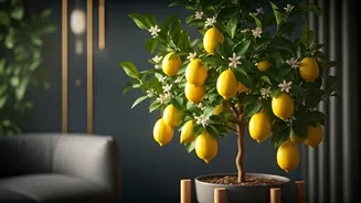 Cultivate Lush Citrus Indoors: Your Guide to Fruiting Plants at Home
