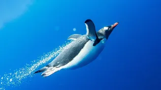 Kerguelen Penguin Emerges From Genetic Research On Gentoo Penguins With Rewrites Part Of The Gentoo Penguin Family Tree