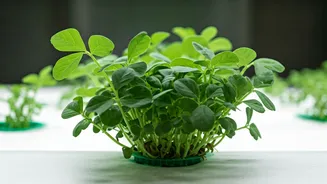 Grow Leafy Fenugreek Indoors: A Soil-Free Hydroponic Guide for Home Cultivation