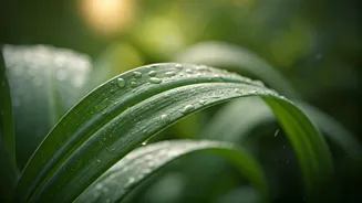 Prevent Damp Foliage Damage Using Organic Botanical Oil Treatments