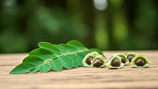 Moringa Can Help Your Hair Grow Faster.