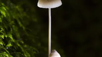 Monsoon Foot Problems: How Dampness Can Create A Better Environment For Fungi