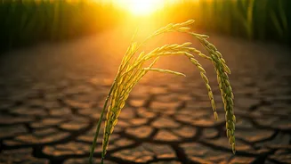 Rice's Warming Crisis: Cultivation Pushed Past Evolutionary Limits