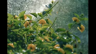 Is Your Garden Looking Dull This Monsoon? 3 Easy Ways To Have Happy & Healthy Plants