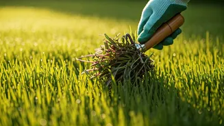 Conquering Creeping Charlie: Proven Strategies to Reclaim Your Lawn