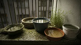 Clean Open Balconies Now To Reduce Dangerous Dengue Risks