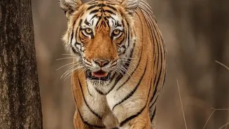Many Indian tiger-reserve safari gates reopen in October after the monsoon And Permit availability and zone openings differ by park Define The Boun...
