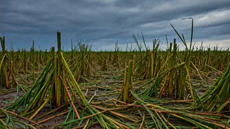 Uttar Pradesh Farmers Grapple with Unseasonal Rains and Crop Devastation: A Forecast of Storms and Support