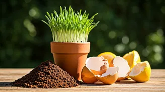How To Maintain Productive Space Using Common Household Kitchen Waste