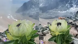 Snow Lotus: Flower That Blooms Once In 8 Years & Survives Cold Above 10,000 Feet