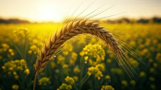 Baisakhi 2026: Heartfelt Wishes & Joyful Greetings for a Fresh Start