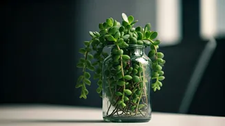 Trailing Jade Plants In Recycled Bottles Are Ultimate Desktop Trend