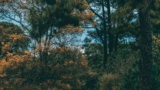 Quiet Autumn Getaways: Discovering Pine-Covered Trails In Shoja And Tirthan Valley