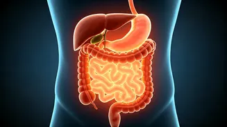 Unlock Better Metabolism: Why Eating Dinner by 7 PM Could Revolutionize Your Health