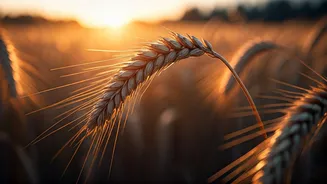 Baisakhi 2026: A Celebration of Harvest, Faith, and Resilience