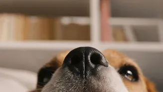 Keep Pets Out of Rooms with Strong Cleaning Fumes