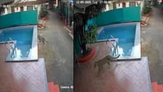 Maharashtra: Leopard Attacks Five In Broad Daylight In Alibag; Rescue Operation To Continue On Wednesday| VIDEO