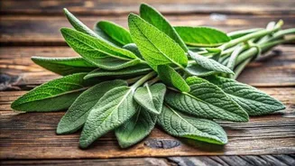 How sage is used in traditional healing