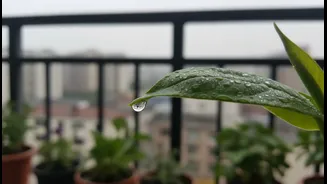 Why Humid Monsoon Months Push Urban Millennials Toward High-Productivity Light Eating Habits