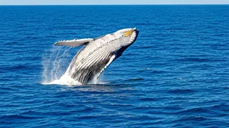 Europe's Whale Watching Season: Top 5 Unforgettable Destinations for Epic Cetacean Encounters
