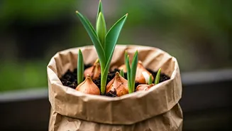 Sprouted Too Soon? Your Guide to Early-Blooming Bulbs in the Box!